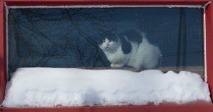 minette