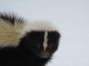 mouffette un