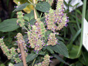 patchouli photo chansigaud