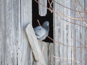 pigeon biset