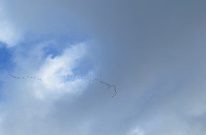poisson oiseaux