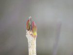 bourgeons deux