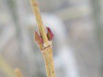 bourgeons trois