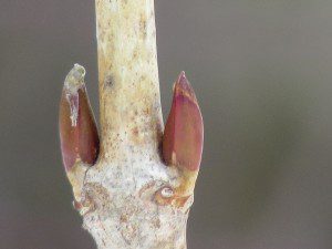 bourgeons un