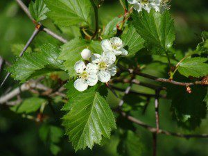 fleurs aubepine