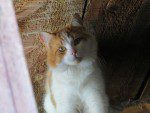chat dans la grange deux
