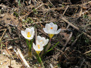 crocus un