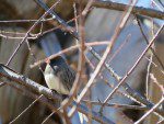 junco ardoise