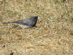 junco ardoise cinq