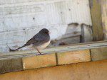 junco ardoise deux