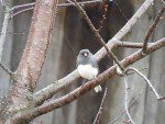 junco ardoise male un