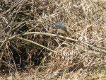 junco ardoise quatre