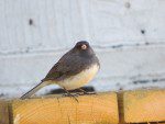 junco ardoise trois