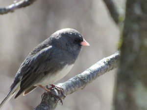 junco ardoise un