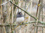 junco ardoise