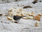 junco mangeant du pain deux