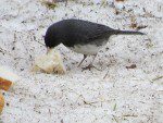 junco mangeant du pain un