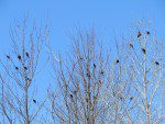 plus de 20 oiseaux noirs