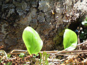 a lecoute