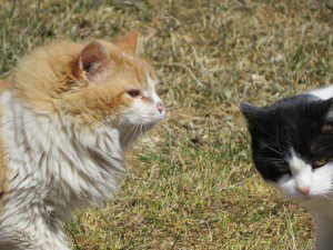 deux minous deux chats coquin et minette