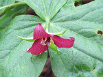 fleur de trille