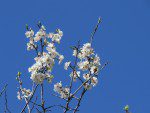 fleurs de prunier