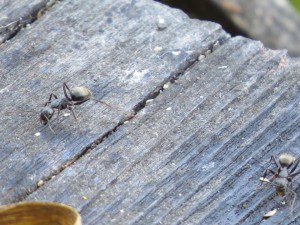 fourmis