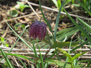 fritillaire
