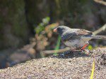 junco ardoise
