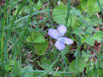 violette deux