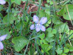 violette trois