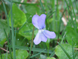 violette un