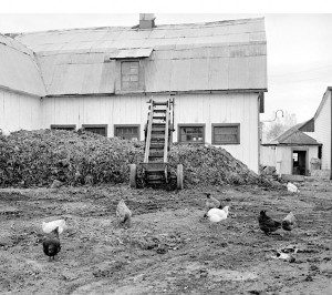 cour de ferme