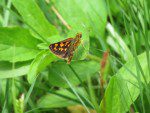 echiquier trois