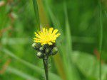 eperviere jaune