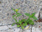 fleur de pave