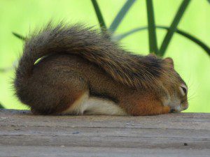 la sieste de lecureuil