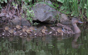 mere colvert et ses petits