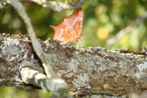 papillon