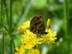 papillon deux