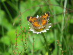 papillon trois
