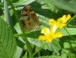 papillon un