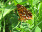argynne aphrodite