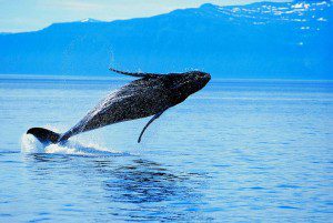 baleine