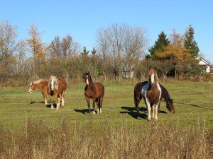 chevaux