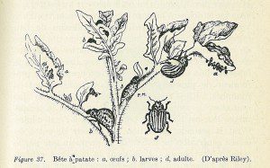 doryphore patate