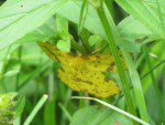 etrange papillon jaune