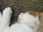 le sommeil du chat