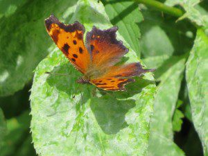 papillon de feu un