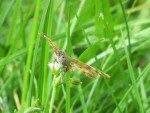 papillon trois